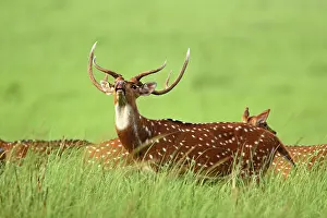 Chital: Chital / Spotted Deer - vocalising / alarm call