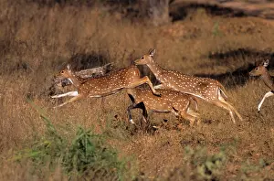 Chital: Chital / Spotted Deers - leaping
