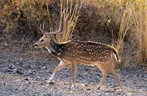 Chitals: Chital Stag