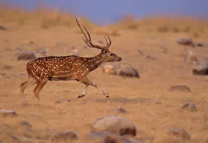Chital: Chital Stag - on the move
