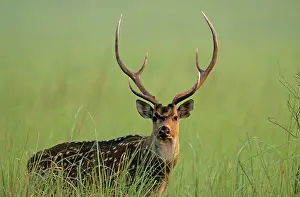 Chital: Chital stag