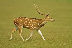 Chital: Chital stag