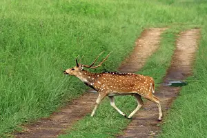 Chital: Chital Stag crossing the track, Corbett