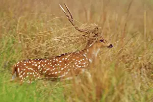 Chital: Chital Stag - dressed as a groom looking for