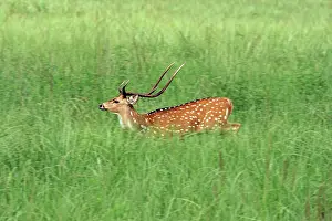 Chitals: Chital stag in the grassland