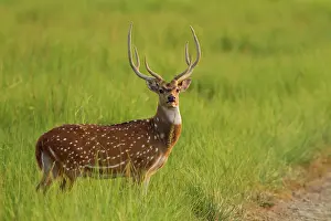 Chital: Chital Stag - in green meadow. Corbett National
