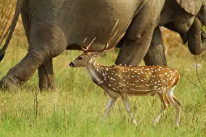Chital: Chital Stag - with Indian Elephant in background