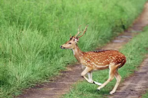 Chitals: Chital stag on the jungle track