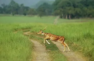 Chital: Chital stag - leaping