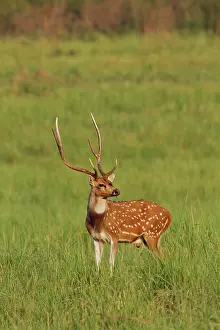 Chital: Chital Stag - in meadow. Corbett National Park