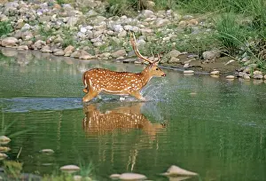 Chitals: Chital Stag - in river Ramganga