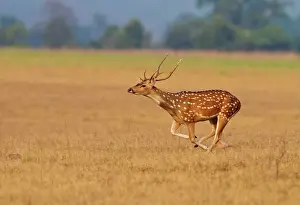 Chital: Chital Stag - running. Corbett National Park