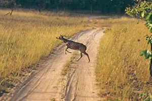 Chitals: Chital - Stag running / leaping across track