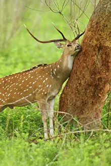 Chital: Chital stag sharpening antlers against tree