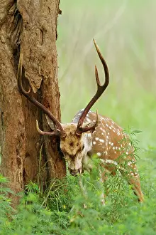 Chital: Chital stag sharpening antlers against tree