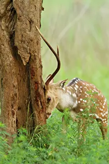 Chital: Chital stag sharpening antlers against tree