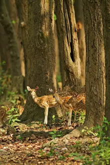 Chital: Chitals