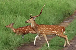 Foreground: Chitals crossing the track, Corbett National