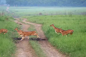 Chital: Chitals runing across grassland