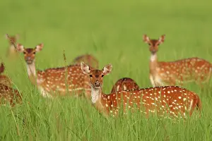 Chital: Chitals / Spotted deer - in grassland