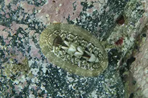 Timor: Chiton - aka Sea Cradle on rock - Lone Tree dive