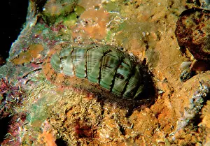 Commonly: Chiton, commonly found under rocks