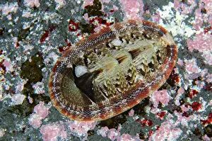 Wreck: Chiton on rock - Wreck Dropoff Dive Site, Tulamben