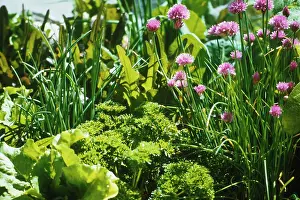 Chive: Chive