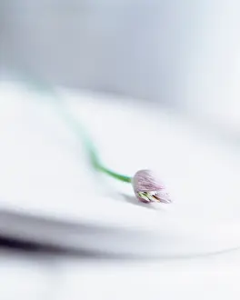 Chive: Chive