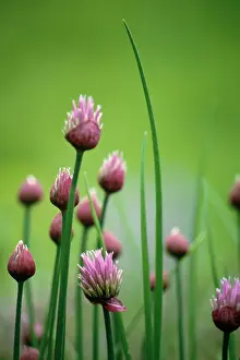 Chive: Chive