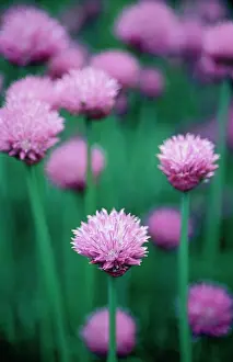 Chive: Chive