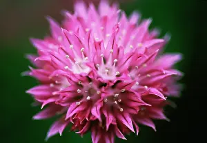 Chive: Chive