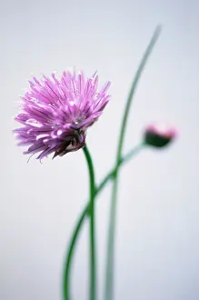 Chive: Chive