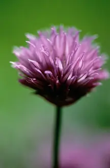 Chive: Chive
