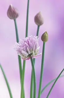 Chive: Chive