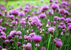 Chive: Chive