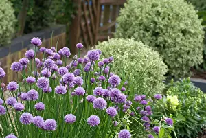 Chive: Chive