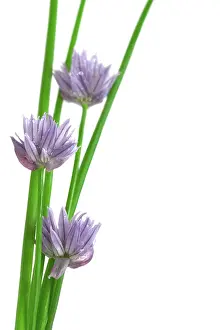 Chive: Chive