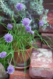 Chive: Chive