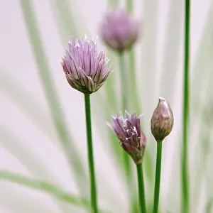 Chive: Chive