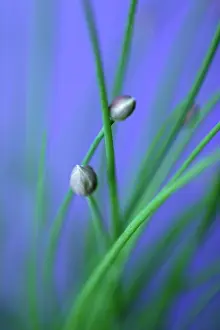 Chive: Chive
