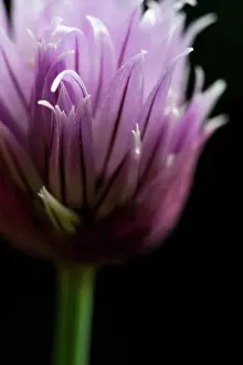 Chive: Chive