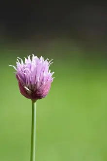 Chive: Chive