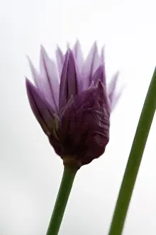 Chive: Chive