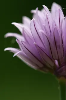 Chive: Chive