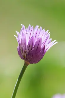 Chive: Chive