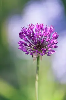 Chive: Chive