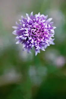 Chive: Chive