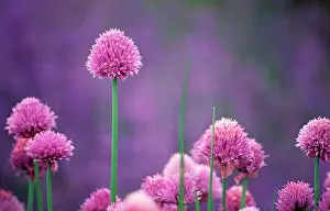 Leadership: Chive