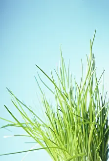 Chive: Chive